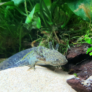 Club Med Axolotl