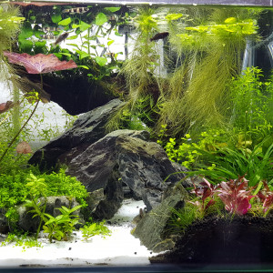 Publication de Tazzz