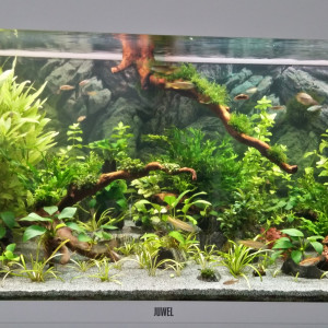 Publication de Kamelot