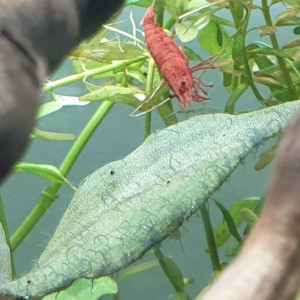 Publication de ManuM