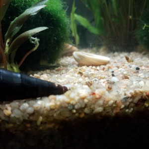 Escargot