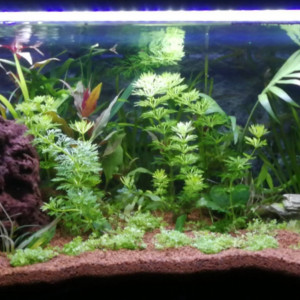 Publication de Lours