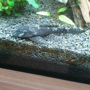 Publication de Nino35000