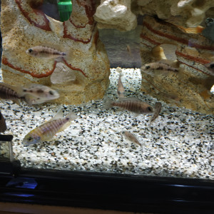 Publication de BIGBAT94