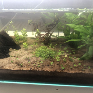 Premier aquarium planté