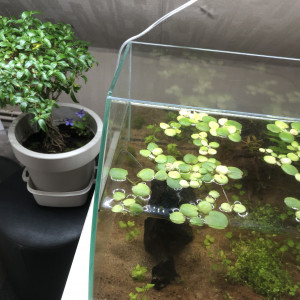 Publication de Cryoze