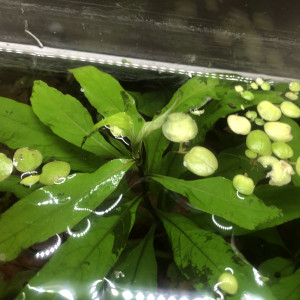 Publication de Cryoze