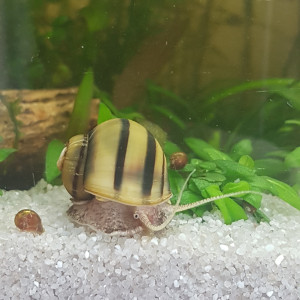 Publication de Mevew