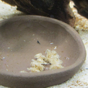 Publication de Magz974