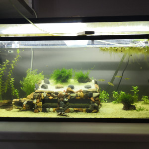 120l Danio Rerio
