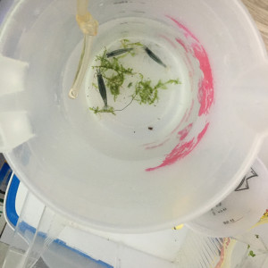 Publication de Alexxis