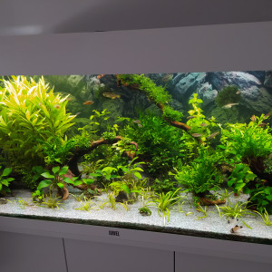 Publication de Kamelot