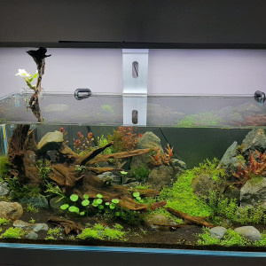 Publication de Rasbora