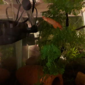 Publication de Alphonse