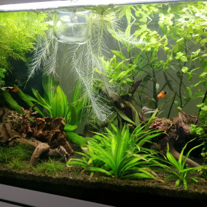 Publication de Nainnouch