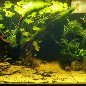 Aquarium asiatique 60L