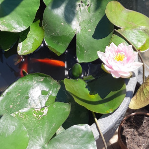 Aquarium dans un pot fleur en extérieur