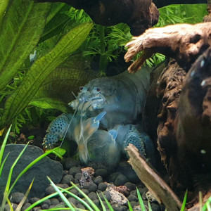 Publication de ManuM