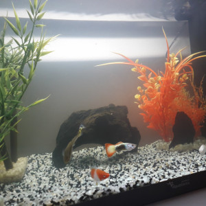 Aquarium 1