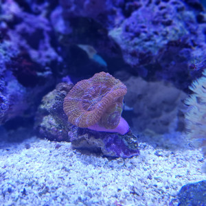 Publication de Pacha-Reef