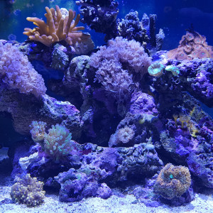 Publication de Pacha-Reef