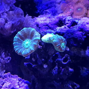Publication de Pacha-Reef