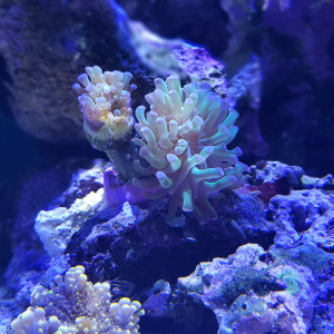 Publication de Pacha-Reef