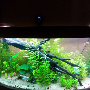 Publication de shanganagh-takhisis