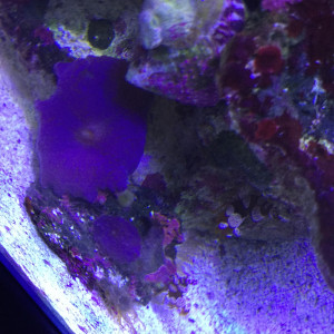 Publication de Snakeseb34