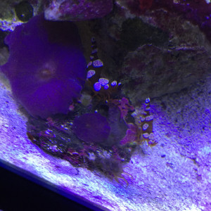 Publication de Snakeseb34