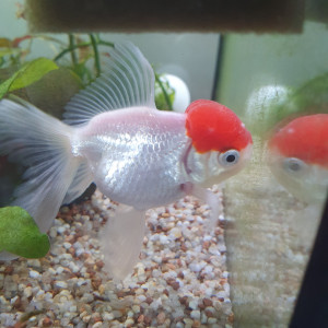 Publication de Claquette