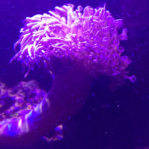 Publication de Snakeseb34