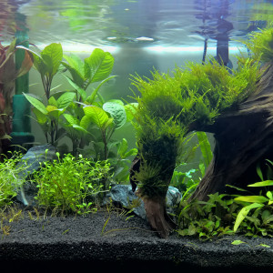 ADA 45P
