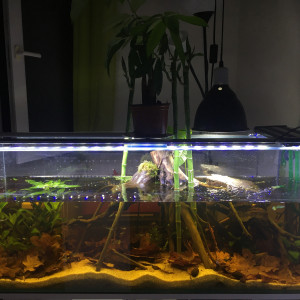Black water Amazonien