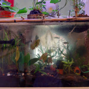 Publication de Sarabougo