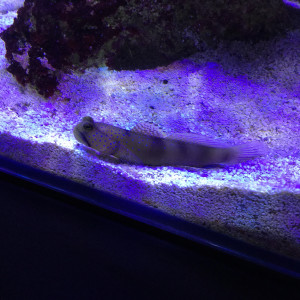 Publication de Snakeseb34