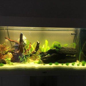 Publication de Reggie