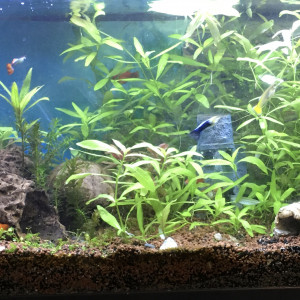 Publication de Issanissa