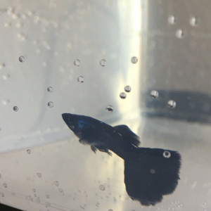 Publication de Alexxis