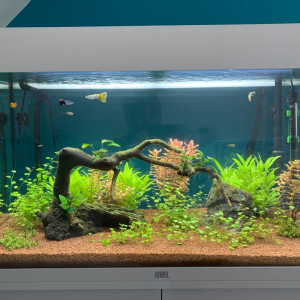 Le Paradis des poissons