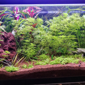 Aquarium 60 L Nouveau Projet