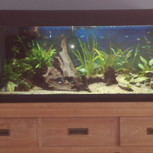 240 litres amazonien