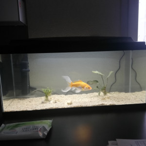Poisson rouge comete