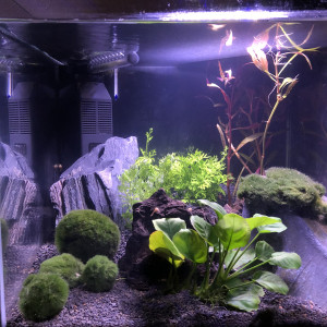 Aquascape betta