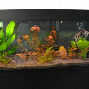 220 l Amazonien
