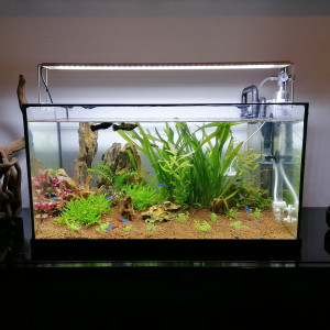 Smallfishtank