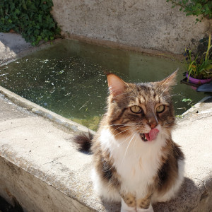 Ancien lavoir