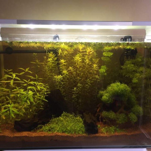 100L Asiatique