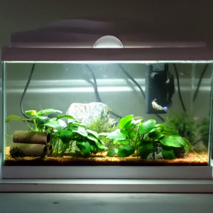 mini communautaire planté