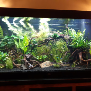 Amazonien 350l